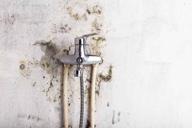 Mold Testing and Removal in La Presa, CA