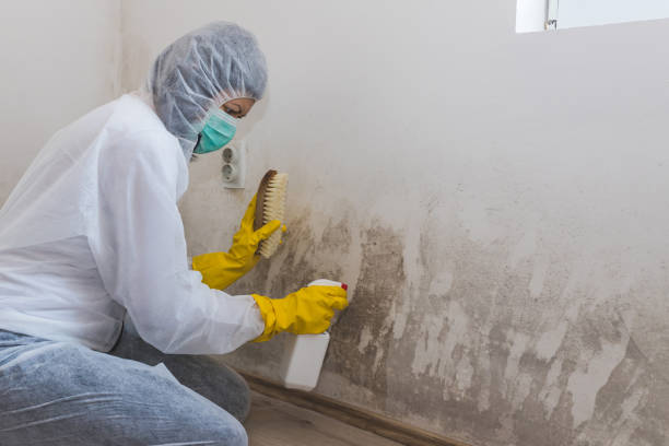 Best Best Mold Removal Companies  in La Presa, CA