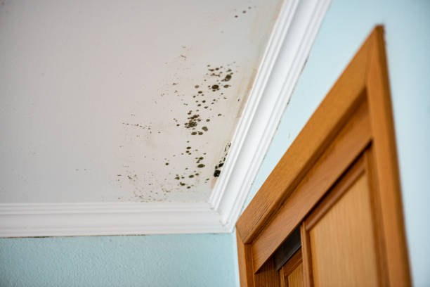 Best Emergency Mold Removal  in La Presa, CA