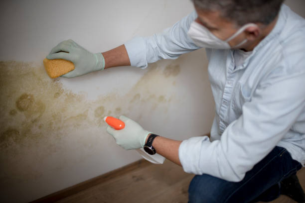 Best Fast Mold Removal  in La Presa, CA