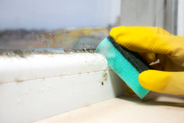 Home Mold Removal in La Presa, CA