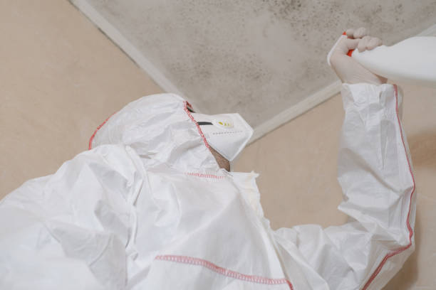 Best Commercial Mold Removal  in La Presa, CA