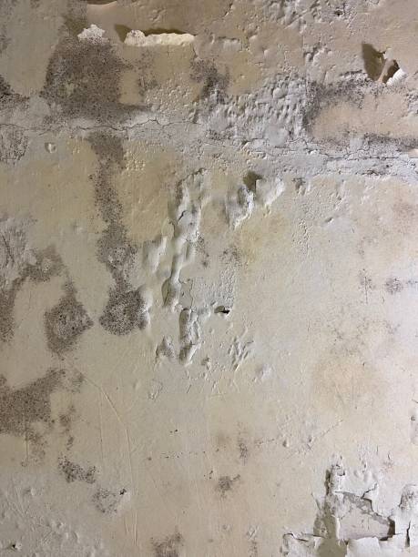 Best Office Mold Removal Services  in La Presa, CA