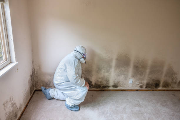 Best Attic Mold Removal  in La Presa, CA