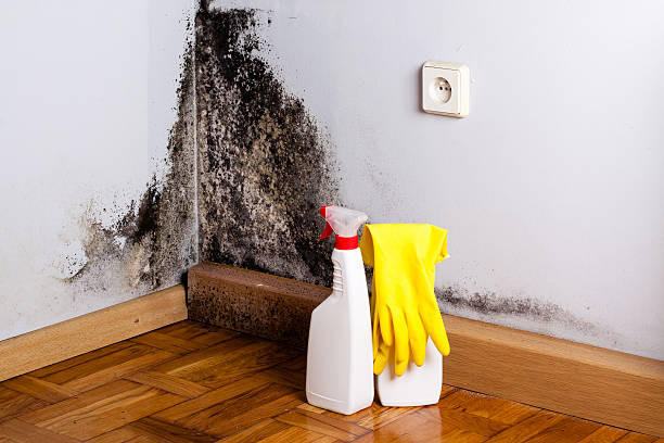 Best Crawl Space Mold Removal  in La Presa, CA