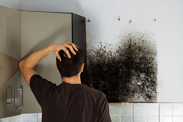 Best Toxic Mold Removal  in La Presa, CA
